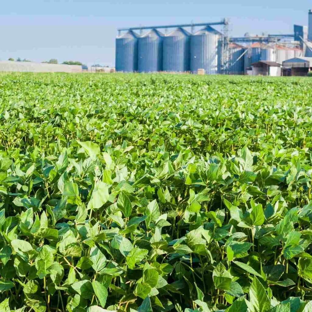 Plantação de soja e ao fundo uma UBS